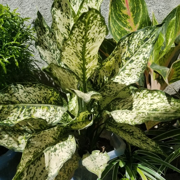 Meet your Posher, Jill - Picture 1 of 1